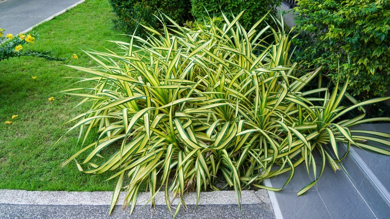 Japanese sedge plant in a yard