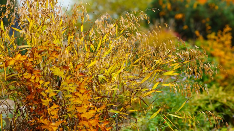 Northern sea oats in an autumnal garden