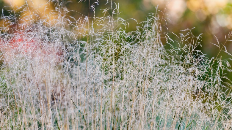 Deschampsia cespitosa stalks growing in a field