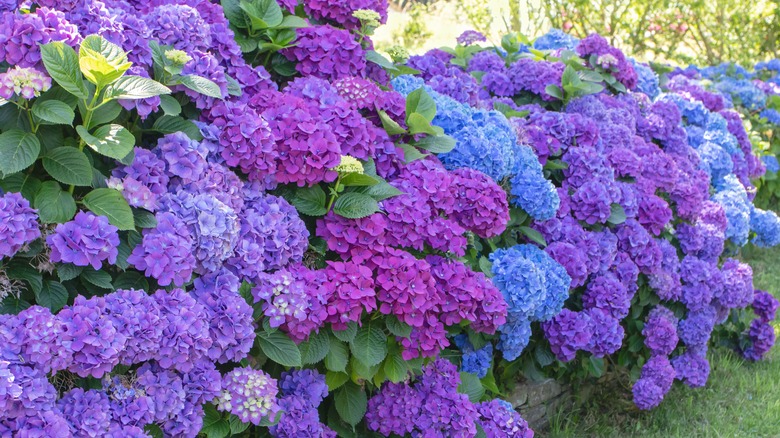 Blue and purple hydrangea flowers in bloom