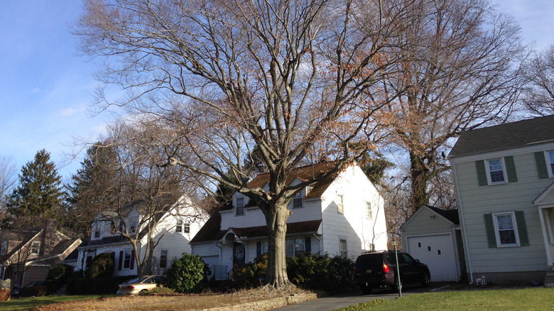 beech tree by a house