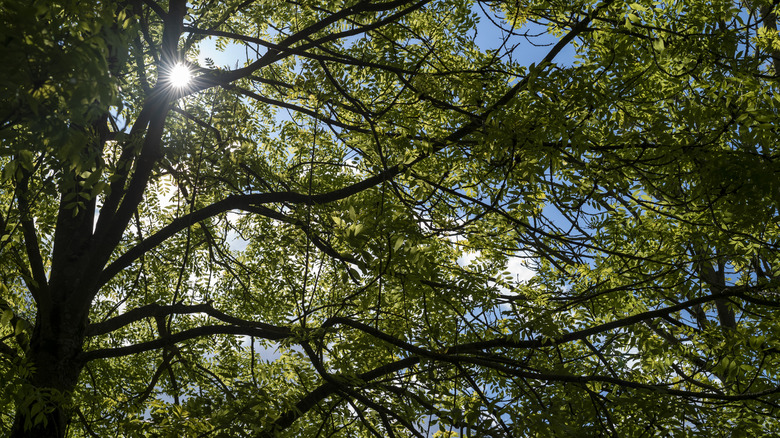 View of common ash tree