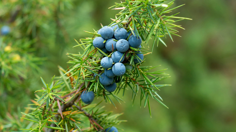 closeup of a juniper tree