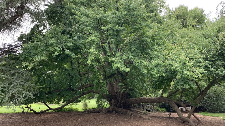 kutsura tree in an arboretum