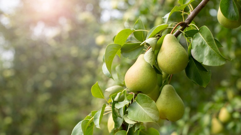 pear tree in the sun