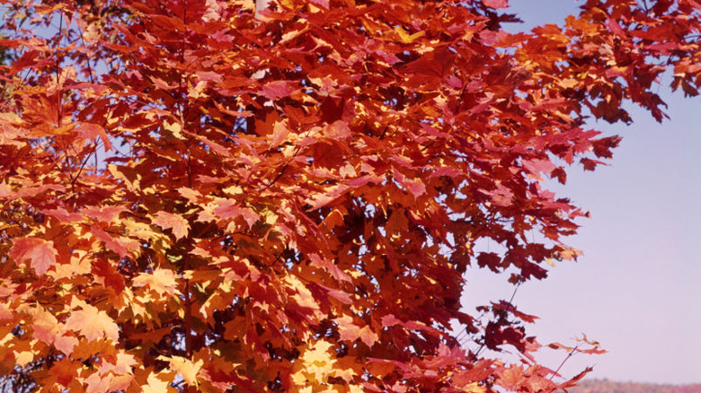 Maple tree in autumn