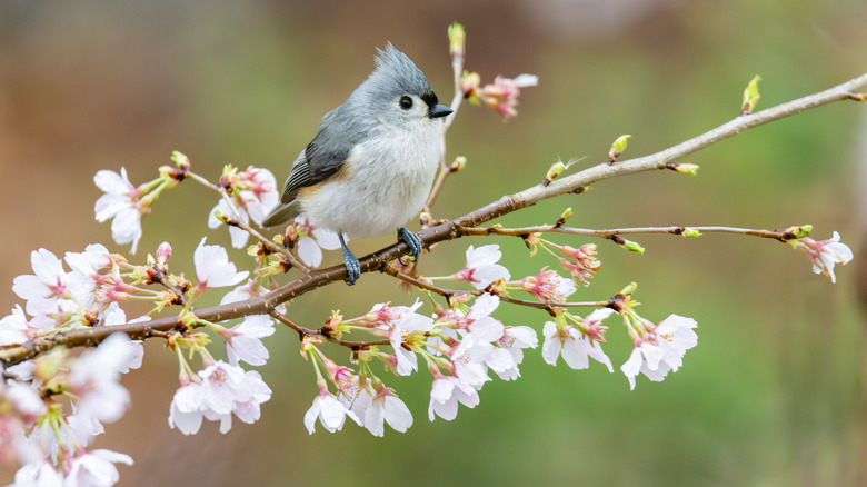 Bird on a cherry blossom branch