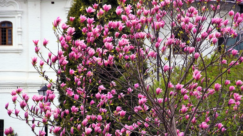 Magnolia tree in front of building