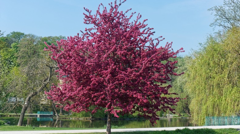 Flowering crabapple tree