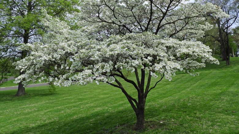 Flowering white dogwood tree
