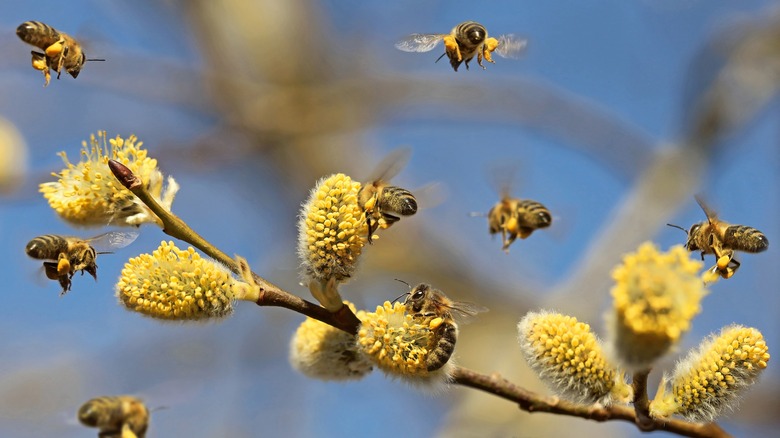 Bees collecting pollen on willow tree