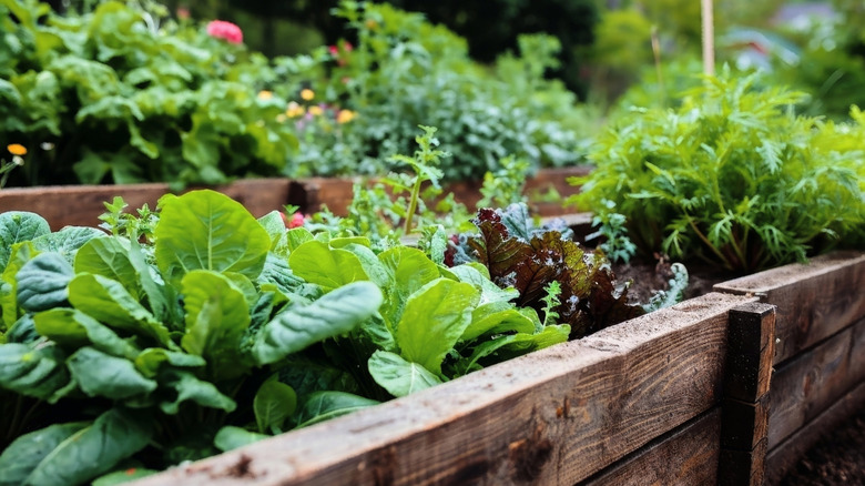 Growing vegetables and herbs in a raised bed garden made of wood