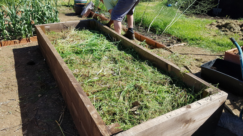 Constructing a lasagna garden in a raised bed