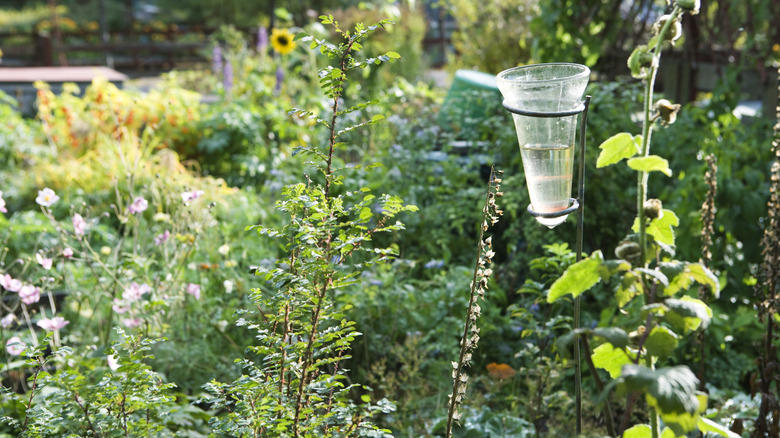 A rain garden captures water runoff