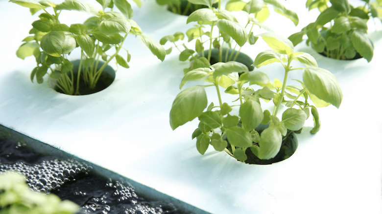 Growing plants in an aquaponic setup