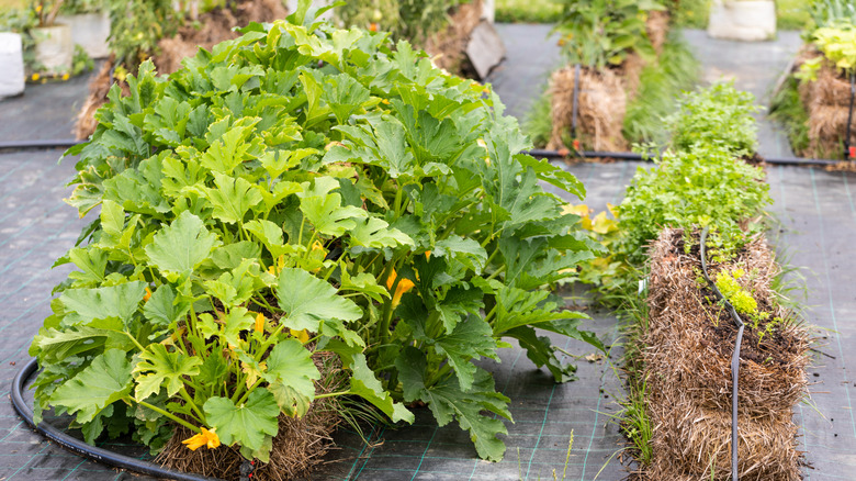 Growing vegetables in a straw bale garden