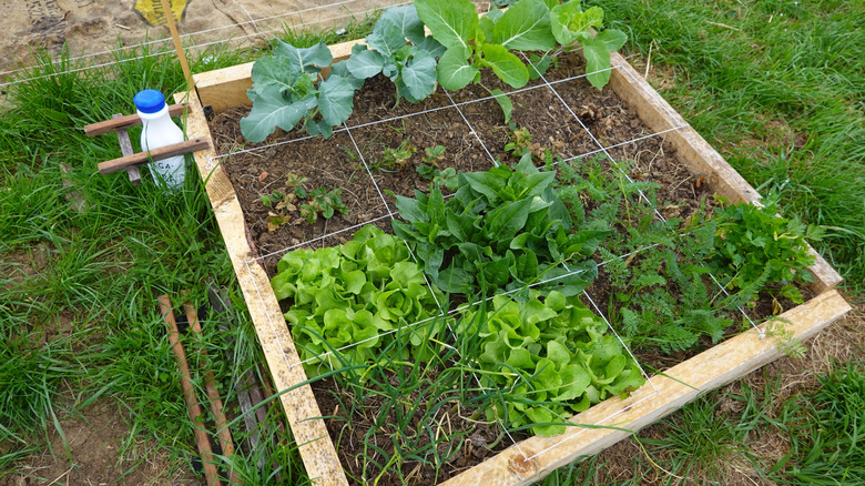 A square-foot garden