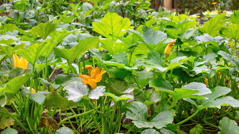 Plants spaced closely in a biointensive garden