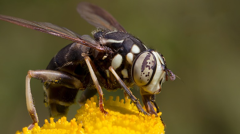 bald faced hornet on flower