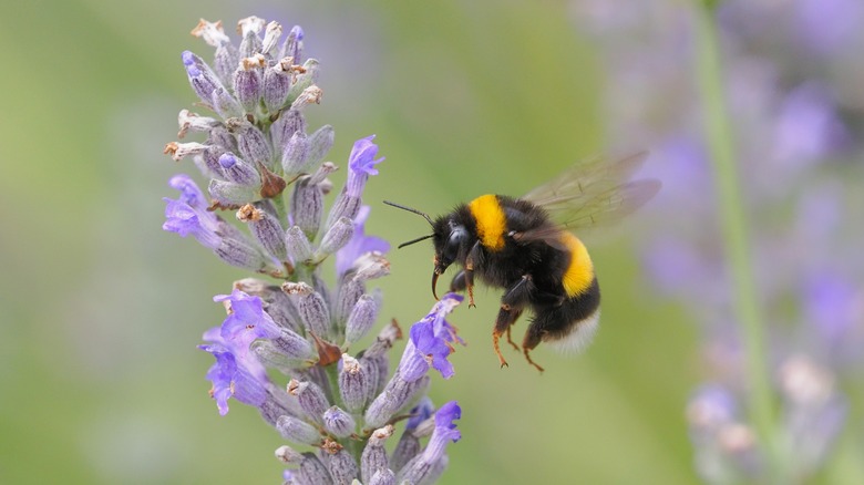 bumble bee flying toward flower