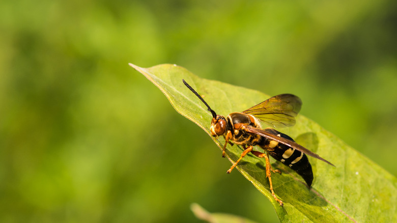 Eastern cicada killer on leaf