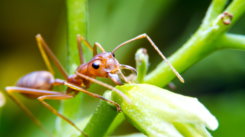 fire ant on plant