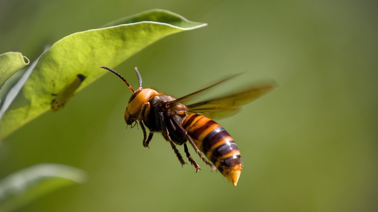 hornet flying near leaf