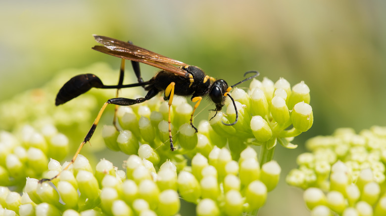 mud dauber on flower