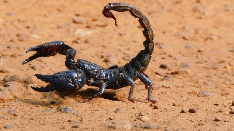 scorpion in dirt