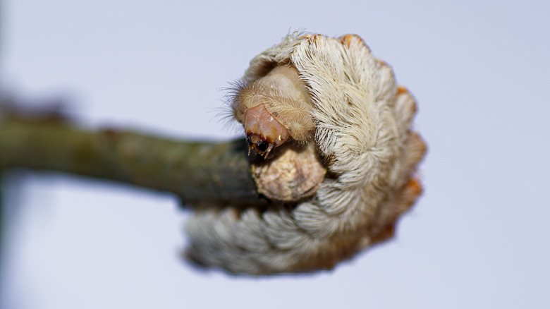southern flannel moth on branch