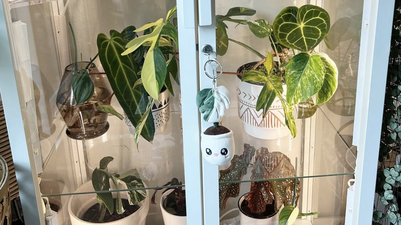 Plants in china cabinet greenhouse