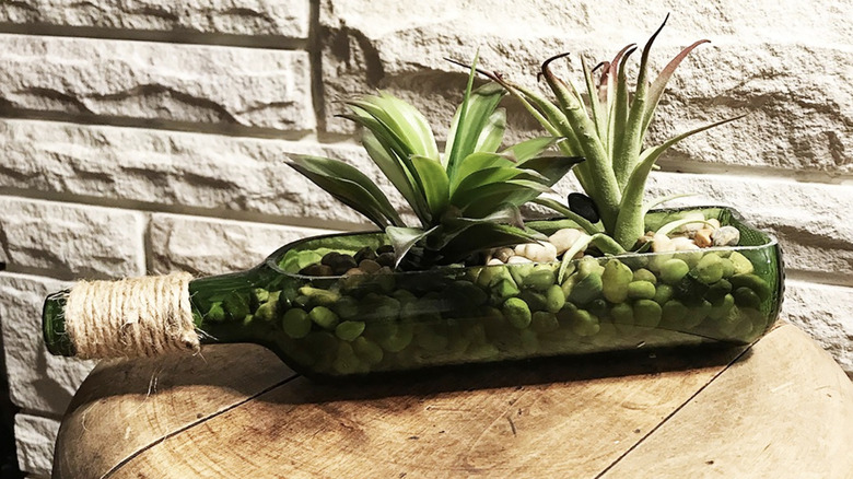 Planter made from wine bottle