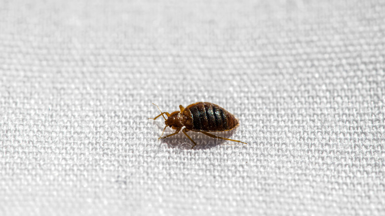 bedbug on white fabric