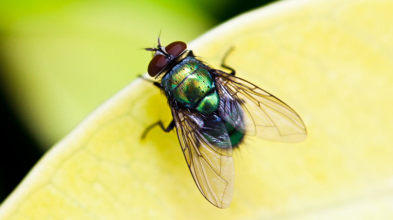 common housefly