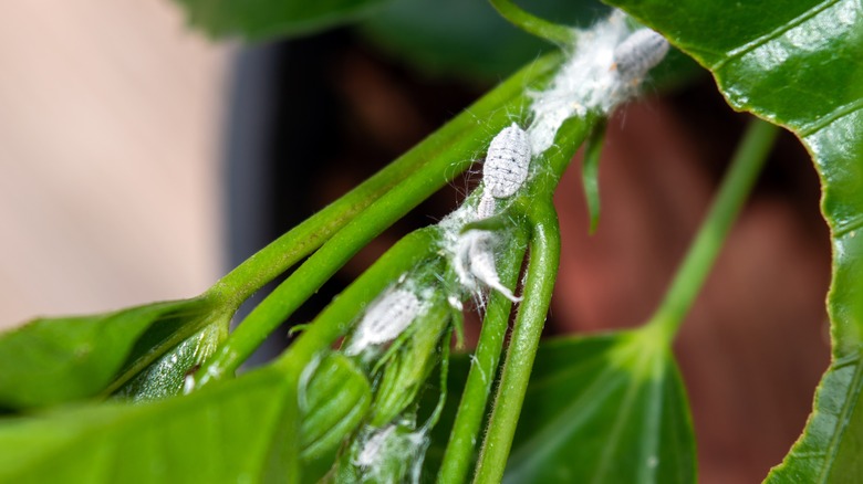 mealybugs on green stem