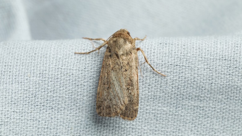 moth on white fabric