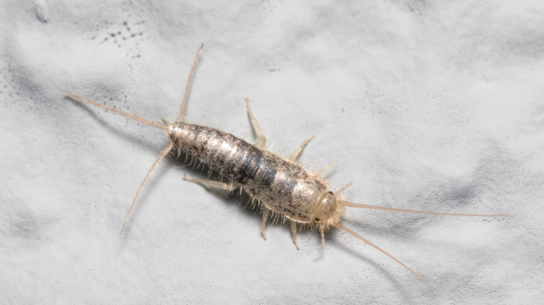 silverfish