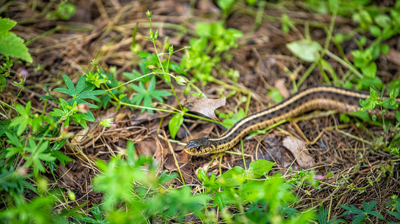 garter snake