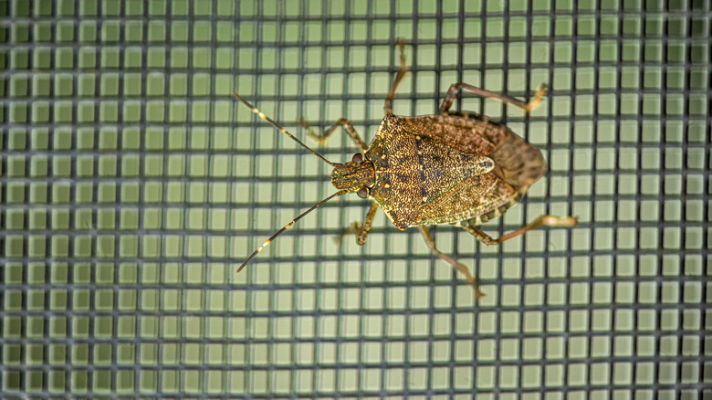 stinkbug on screen