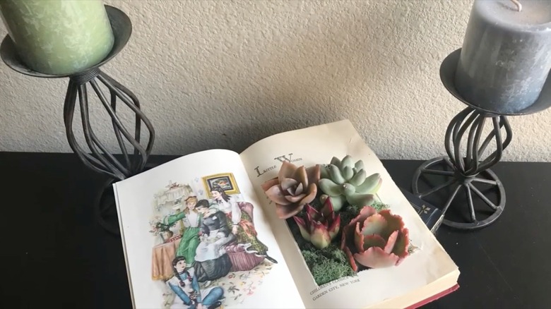 succulents planted inside book