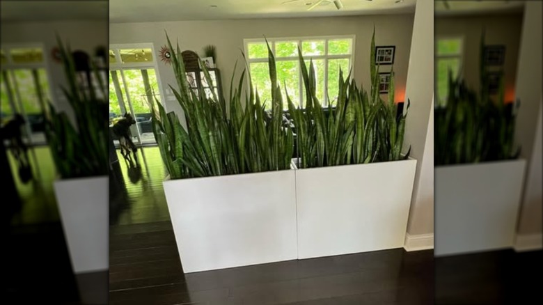 Large planter containers with tall snake plants used to block off entryway