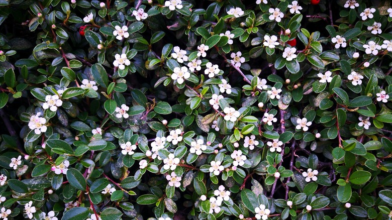 Bearberry cotoneaster shrub with blooms