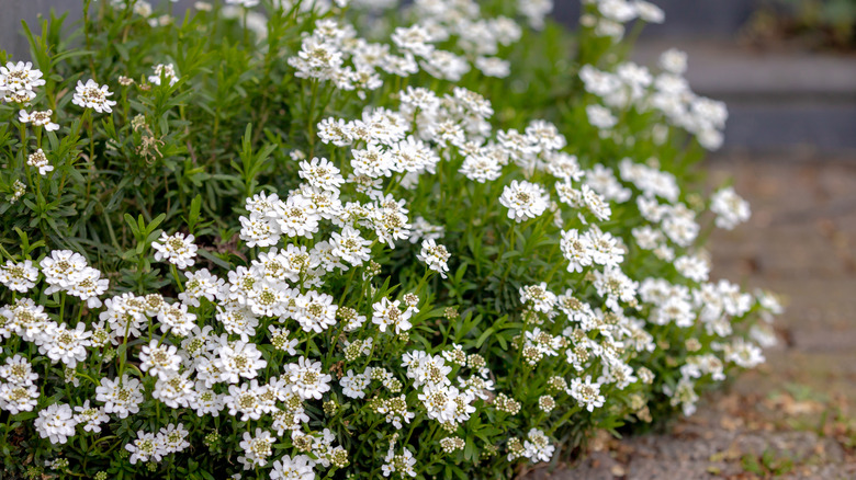 Candytuft shrub in garden