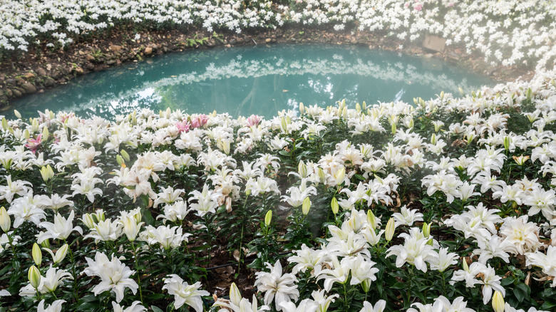 white lily flowers near water