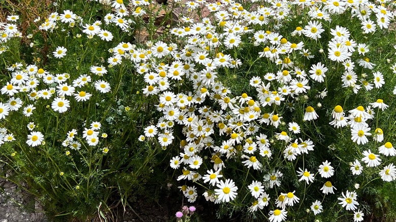 Roman chamomile bush near rocks