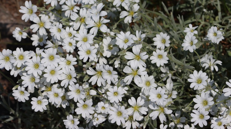 Snow-in-summer flowers