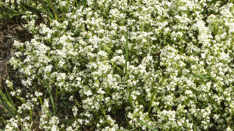 Sweet woodruff ground cover in garden