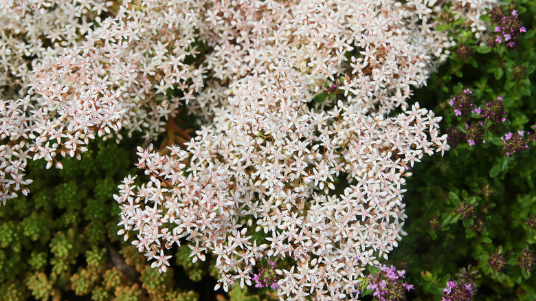 White stonecrop in garden