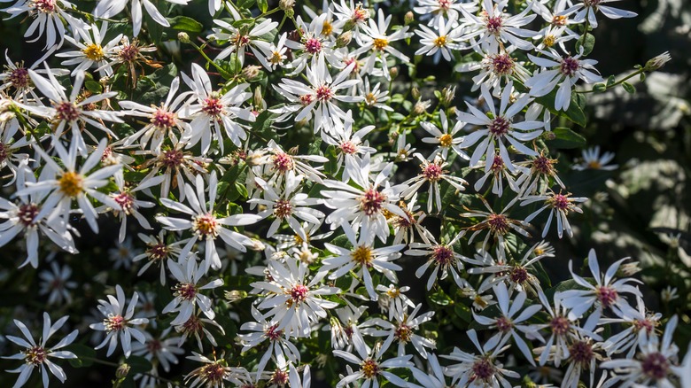 White wood aster bush in garden