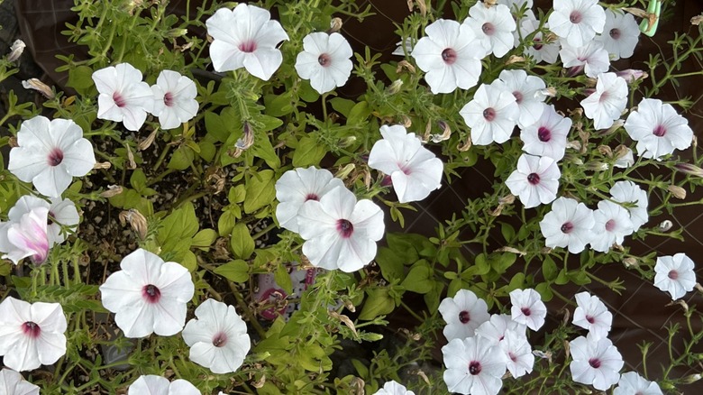 Wild sweet potato flowers